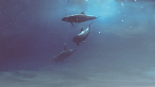 black and white fish with fish tank, whale, Hani Jamal