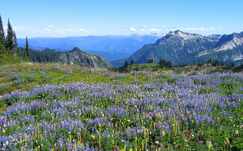 blue Lupine flower field near mountain at daytime HD wallpaper