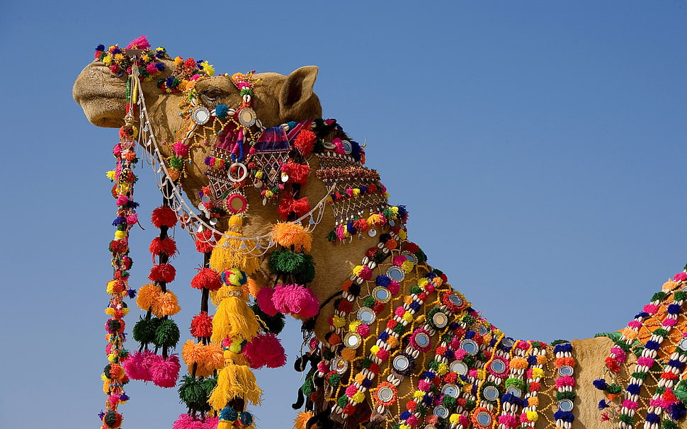 brown camel in multicolored accessories HD wallpaper