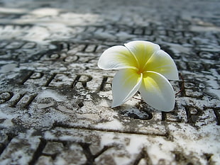 white and yellow Plumeria flower on white and black word carved surface