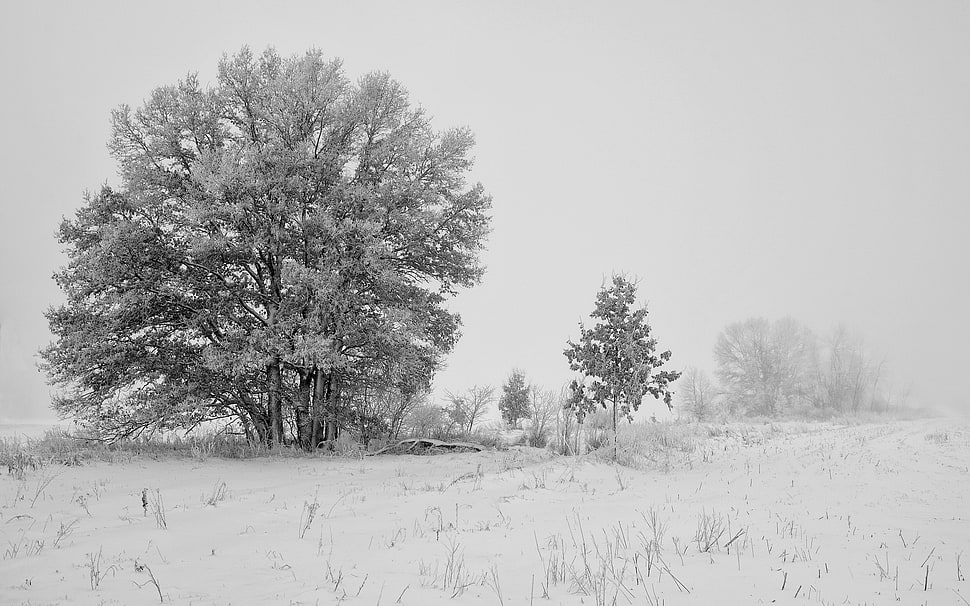 tree covered by snow HD wallpaper