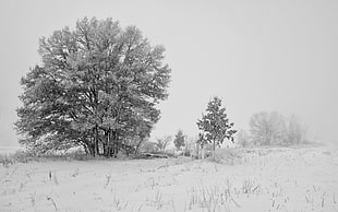 tree covered by snow