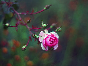 pink rose flower, flowers HD wallpaper