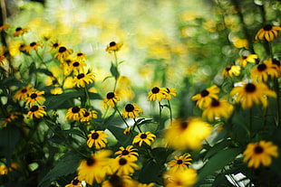 Black Eyed Susan flowers in bloom close-up photo HD wallpaper