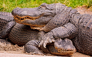 close up photography of two crocodiles