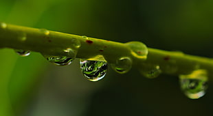 macro photography of a water droplet on green plant stem
