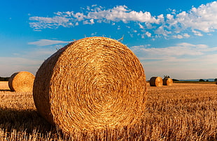 photography of brown hay