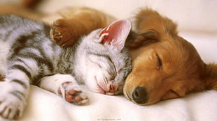 Golden Retriever puppy and brown tabby kitten
