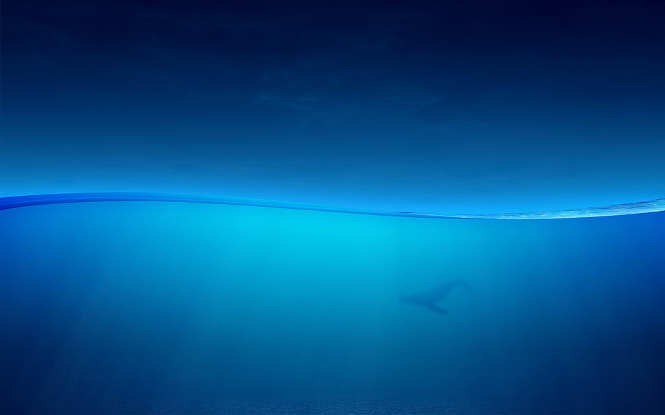 body of water, Ocean, Underwater, Fish HD wallpaper