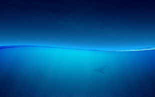 body of water, Ocean, Underwater, Fish