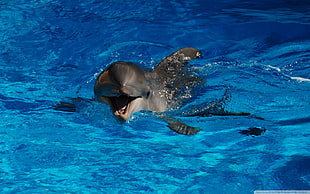 gray dolphin, dolphin, mammals, animals HD wallpaper