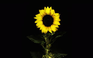 Sunflower flower HD wallpaper