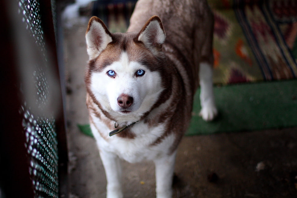 brown Siberian Husky dog HD wallpaper