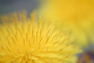yellow flower HD wallpaper