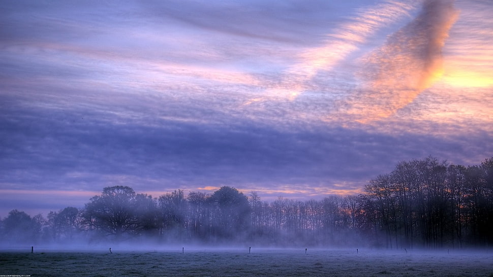 bare tree, mist, clouds, field, nature HD wallpaper