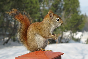 brown chipmunks, red squirrel
