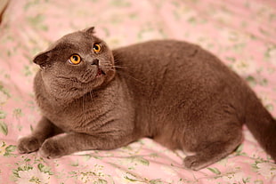 brown short coated cat
