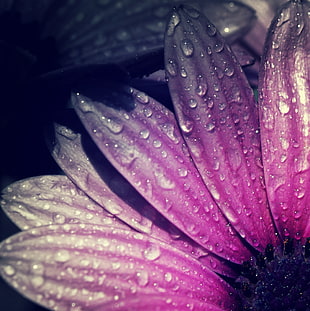 closeup photo of purple Osteospermum flower with water droplets HD wallpaper