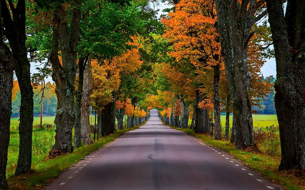 orange trees, nature HD wallpaper