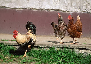 showing of yellow and black rooster with two brown hens