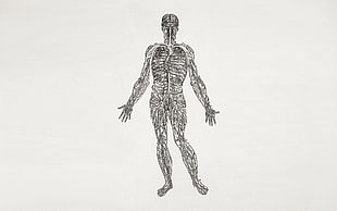 anatomy of man sketch, biology , science, medicine HD wallpaper