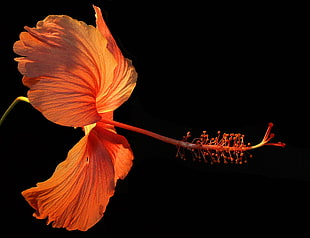 shallow Focus photography of orange Hibiscus