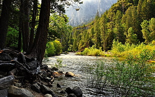 landscape photo of river surrounded by trees