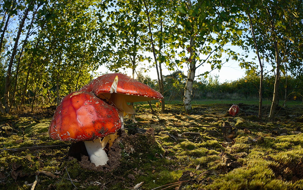 red fungus mushrooms, macro, plants, mushroom, landscape HD wallpaper
