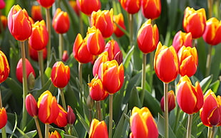 close up photography bed of red tulip flowers