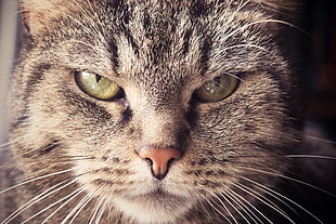 shallow focus photo of cat's face