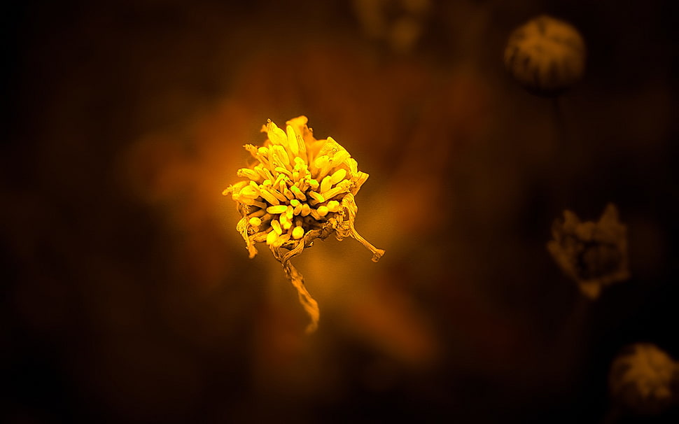 yellow cluster flower, closeup, macro, flowers, plants HD wallpaper