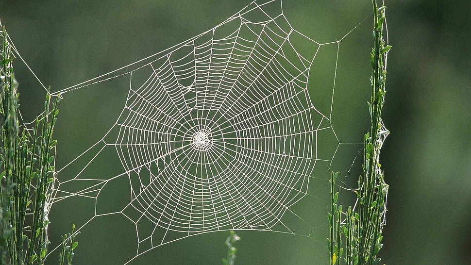 spider web, insect, nature, animals HD wallpaper