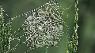spider web, insect, nature, animals HD wallpaper