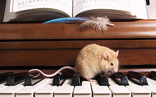 brown mice in top of piano keyboard