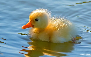 yellow duckling on rippling body of water in close up photography at day time HD wallpaper