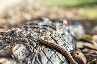 shallow focus photography of brown snake on crocodile HD wallpaper