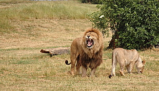 Lion,  Lioness,  Aggression,  Hunting HD wallpaper