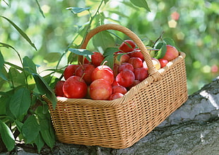 red apples on basket