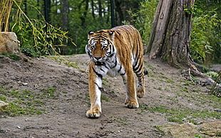 adult tiger, animals, tiger, big cats HD wallpaper
