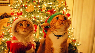 two orange cats wearing Santa hat near Christmas tree with string lights