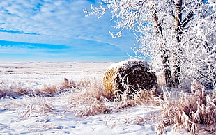 roll of hay under snow coated tree under white and blue cloudy skies during daytome