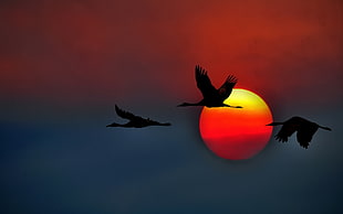 three flying cranes, birds, Sun HD wallpaper