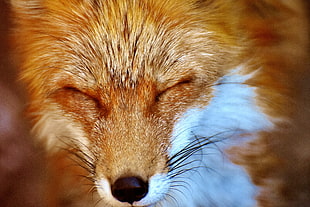 close up photography of Fox head HD wallpaper