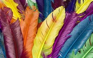 multi color feather wallpaper