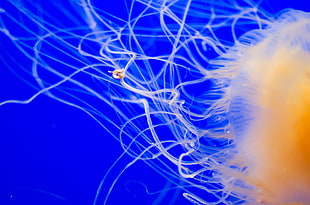 brown Jellyfish HD wallpaper