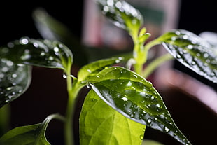 macro photography of green leaf plant HD wallpaper