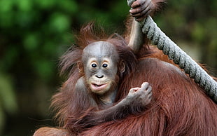 brown Orangutan