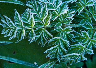 green and white leaves HD wallpaper