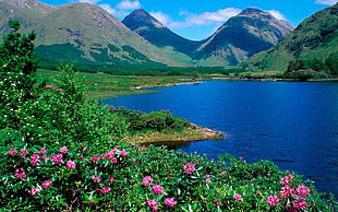 pink Azaleas beside a lake with mountains at daytime