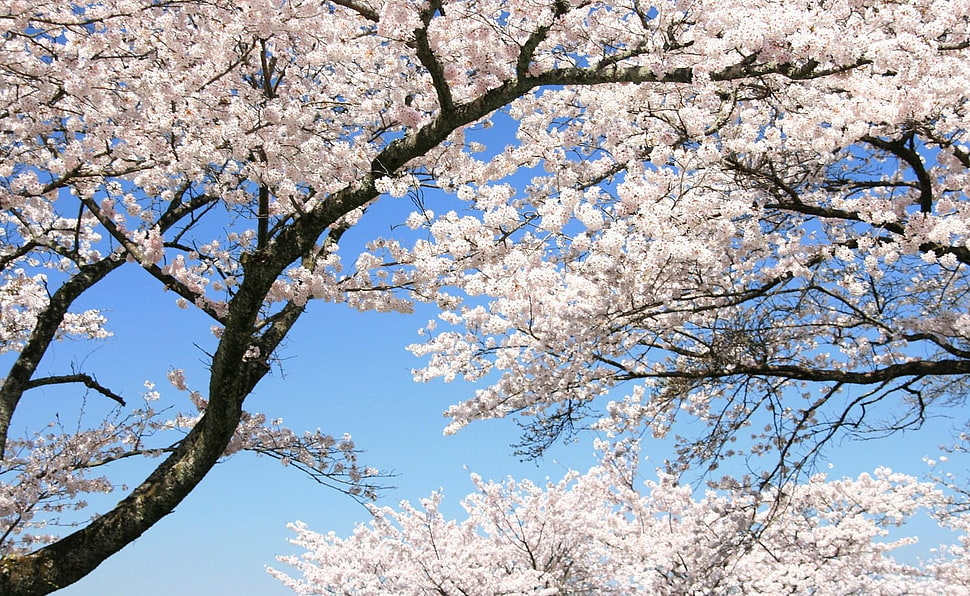 cherry blossom tree photography HD wallpaper